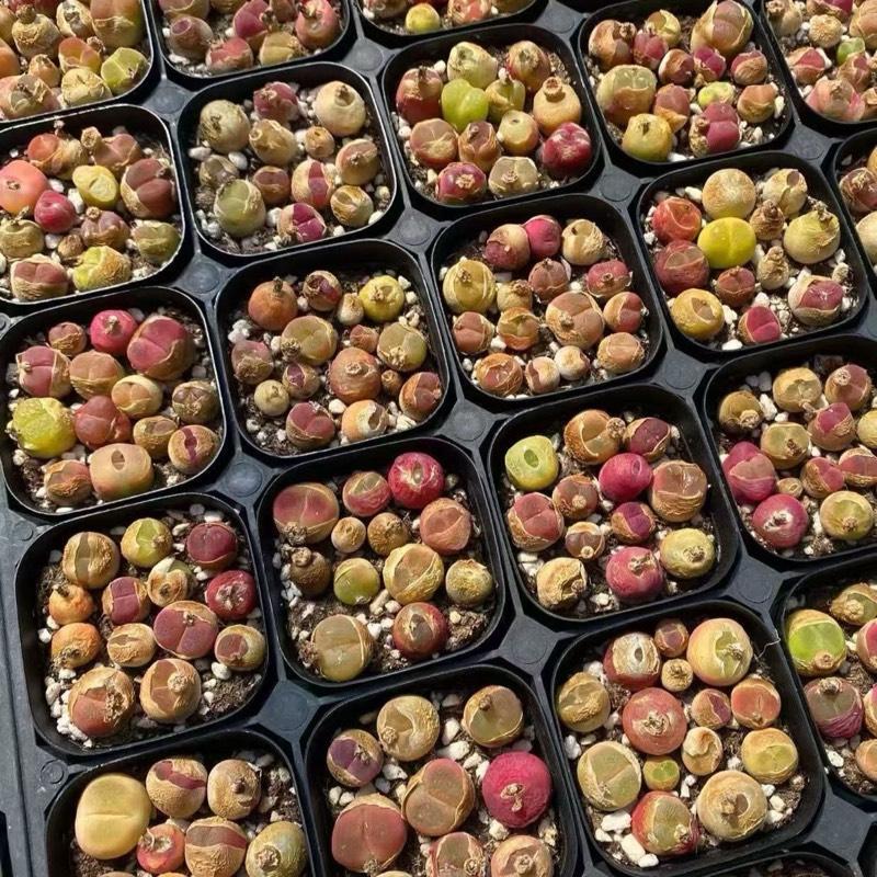 โคโนมูก้า กระถาง 6 cm conophytum maughanii