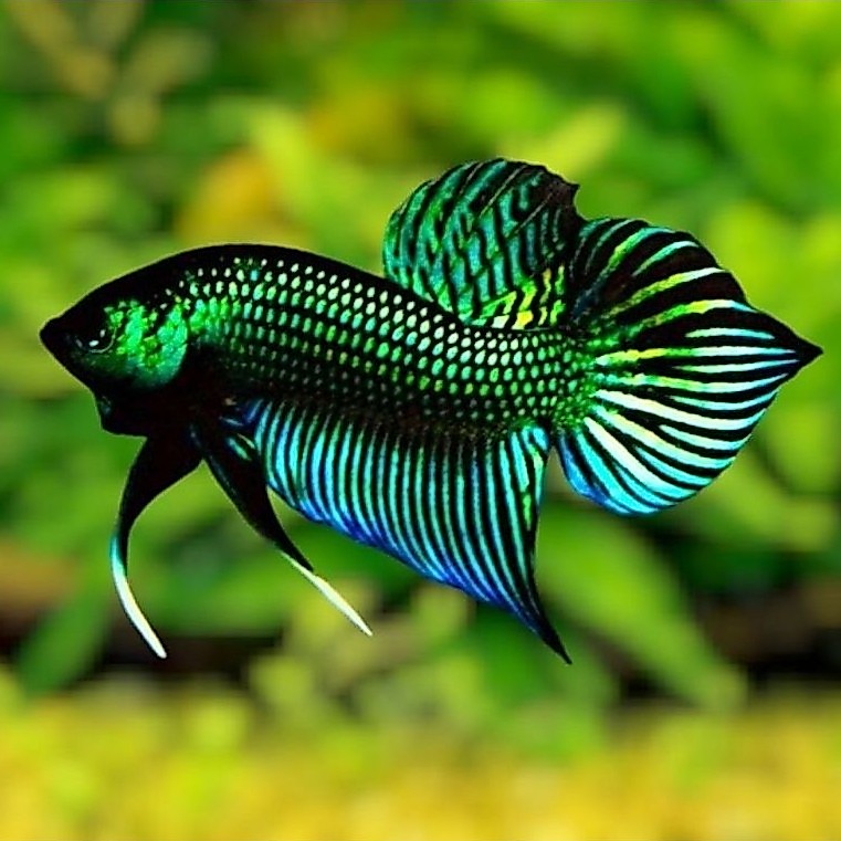 ปลากัดป่ามหาชัยสีเขียว สวยสะกดตา เป็นเอกลักษณ์ ผู้+เมีย