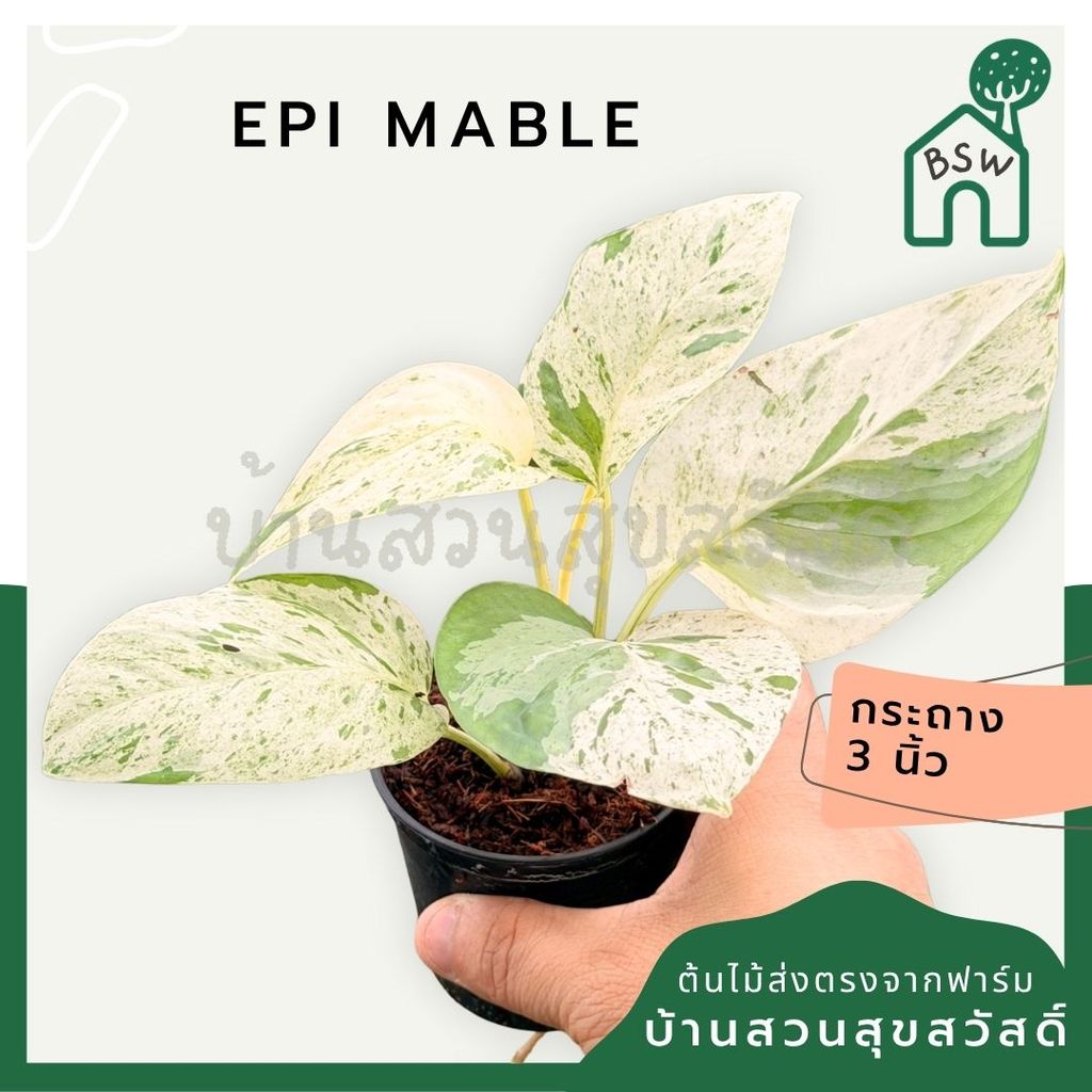 มุมมอง 2