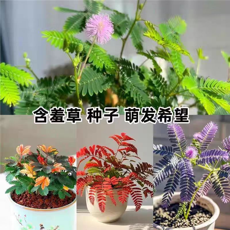 ขายร้อนจัดส่งที่รวดเร็ว [E-commerce] Mimosa Seeds เมล็ดดอกไม้ Mimosa Seeds Afrnaid of Mimosa Four Se