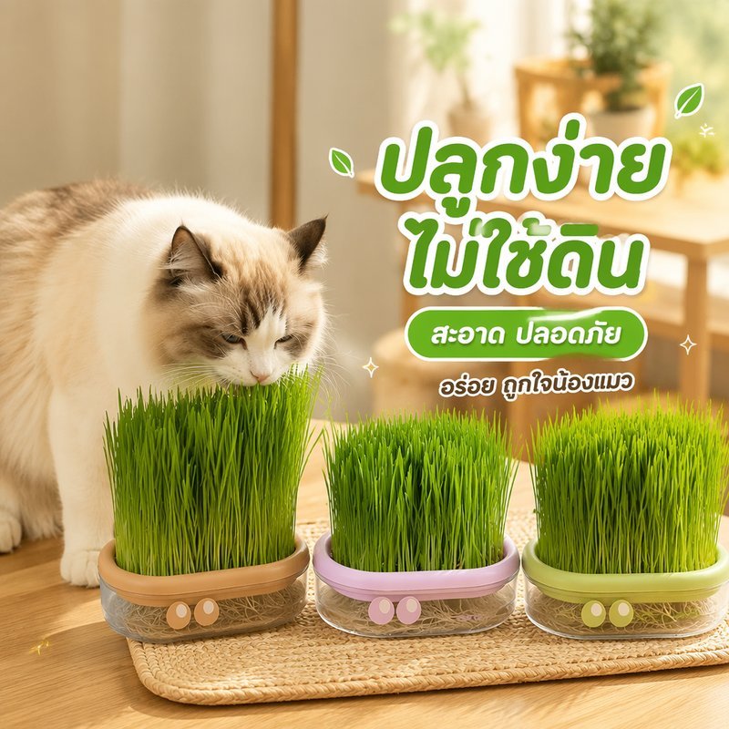 ชุดปลูกหญ้าแมว ไฮโดรโปนิกส์ ไม่ใช้ดิน เมล็ดข้าวสาลีออร์แกนิค ปลูกในบ้าน พร้อมเมล็ด 5 ซอง