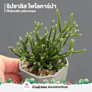 รวมกระบองเพชรและไม้อวบน้ำ #2 หลากหลายสายพันธุ์ ส่งทั้งกระถาง cactus&succulent