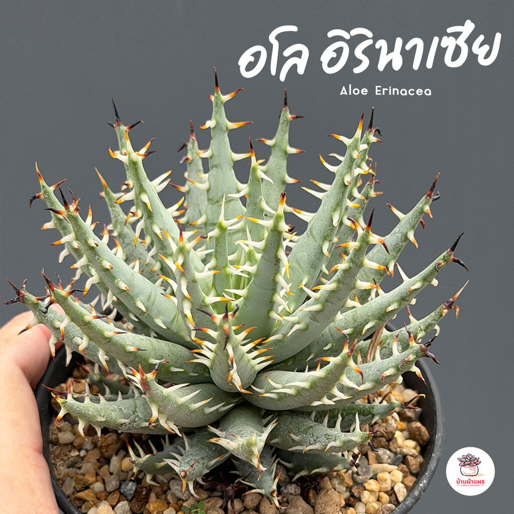 อโล อิรินาเซีย Aloe Erinacea ไม้อวบน้ำ กุหลาบหิน cactus&succulentหลากหลายสายพันธุ์