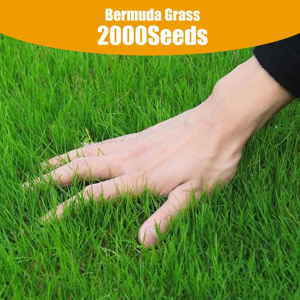 2000 Seeds Bermuda Grass for Fast-Growing Green Lawn