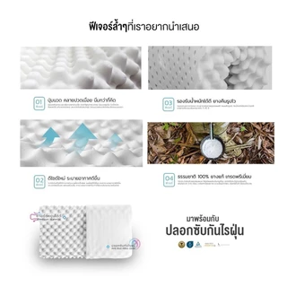 SiamLatex หมอนยางพารา หมอนเพื่อสุขภาพ เกรดพรีเมี่ยม ยางแท้ 100% รุ่นปลอกกันไรฝุ่น