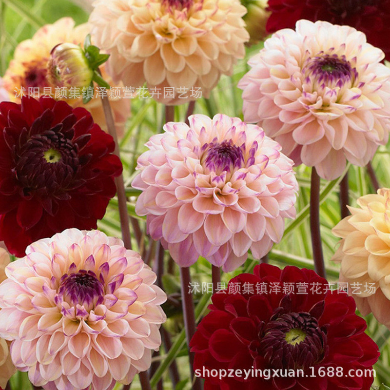 ขายส่ง Dahlia Planting Ball Root Flower ดอกไม้มันเทศ Dahlia Seed Dahlia Flower ส่วนลดปริมาณมาก 821A0