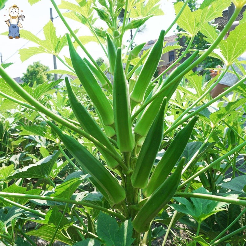 กระเจี๊ยบเขียว 20 เมล็ด ควีนสตาร์  เมล็ดพันธุ์ผัก เมล็ดพันธุ์ เมล็ดพันธุ์อินทรีย์ ปลูกกลางแจ้ง(Okra seeds) - รูปที่ 4