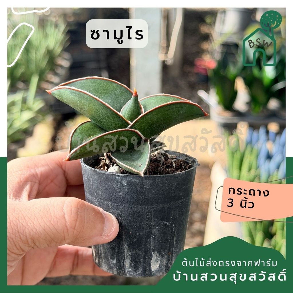 มุมมอง 5