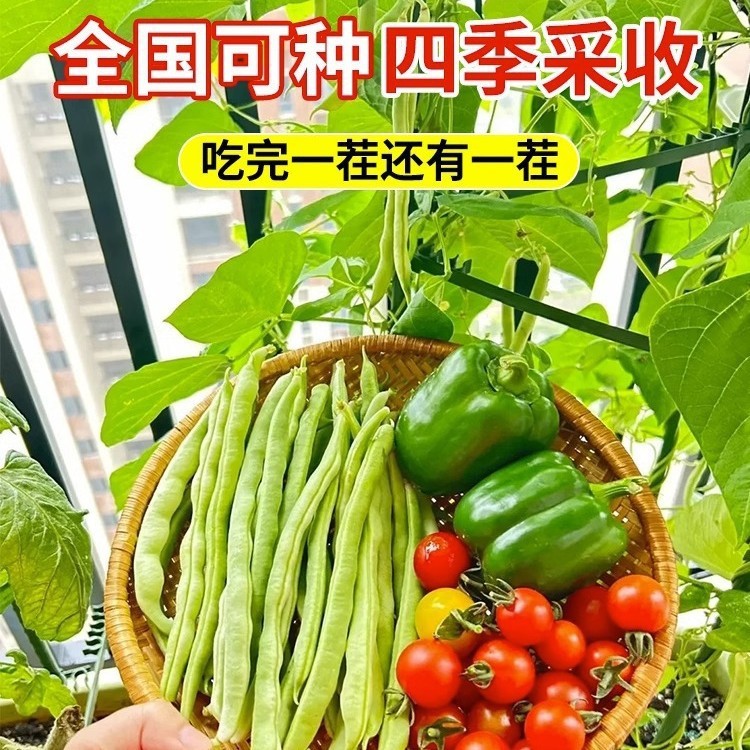 Gluten-Free Bean King Seed Gluten-Free Bean Seed Bean Corner Long Kidney Bean Farm ผัก Four Seasons 