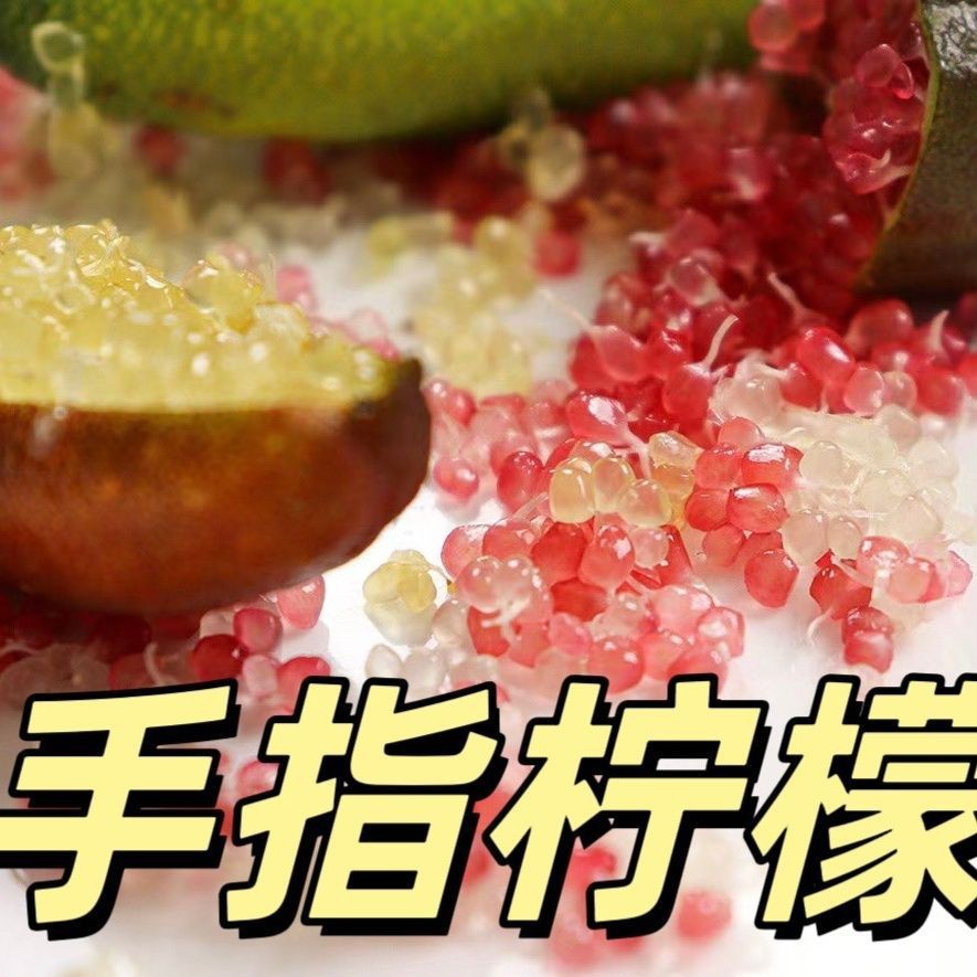 现货热卖手指柠檬种子Finger lime seeds20260710