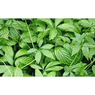 🌱ชาเจียวกู่หลาน1ถุงมี30ซอง ของดอยอ่างขาง