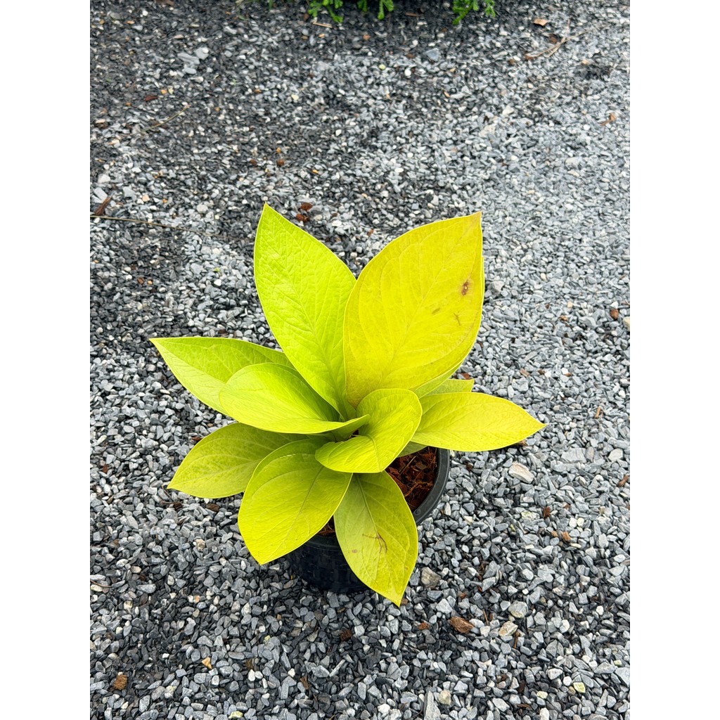 มุมมอง 5