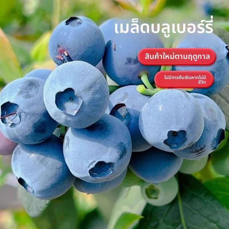 เมล็ดพันธุ์บลูเบอร์รี่ คละใหม่ สำหรับปลูกในกระถาง ปลูกง่าย ต้นบลูเบอร์รี่ ทนหนาว ทนเย็น เมล็ดผลไม้ พร้อมเพาะ