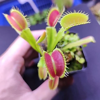 กาบหอยแครง B52 ปากแดงใหญ่!! 🔥 (Venus Flytrap) พืชกินแมลง ต้นจริงพร้อมส่ง