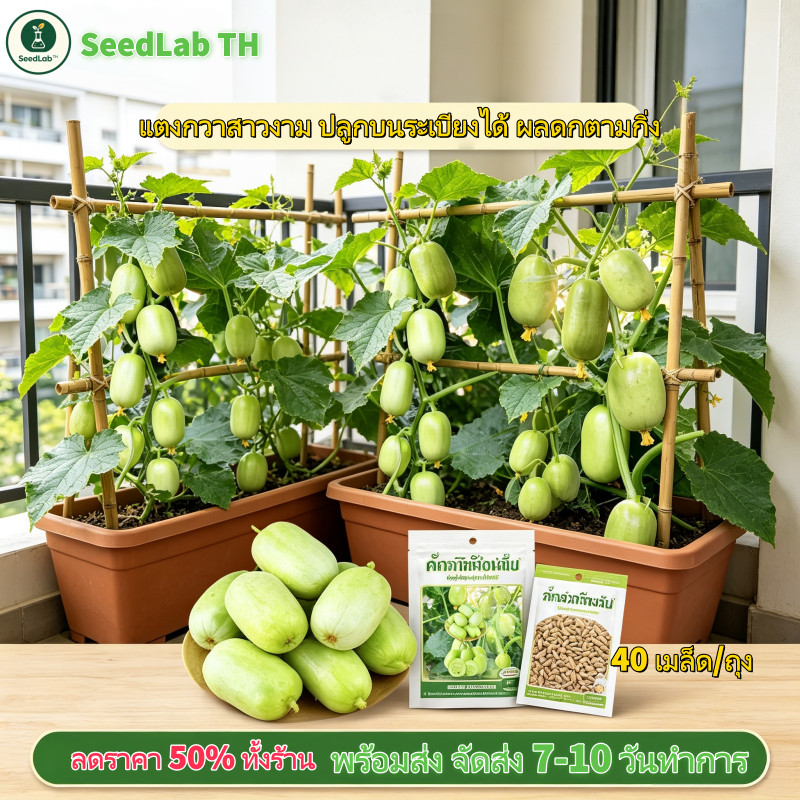 【พร้อมส่งจากไทย】 เมล็ดแตงกวาสาวงาม พันธุ์เล็กกรอบหวาน