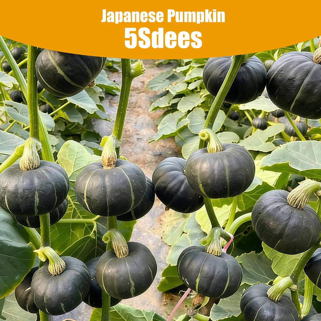Japanese Pumpkin 5seeds High-Yield Sweet Glutinous Mini Chestnut Pumpkin Seeds Bonsai