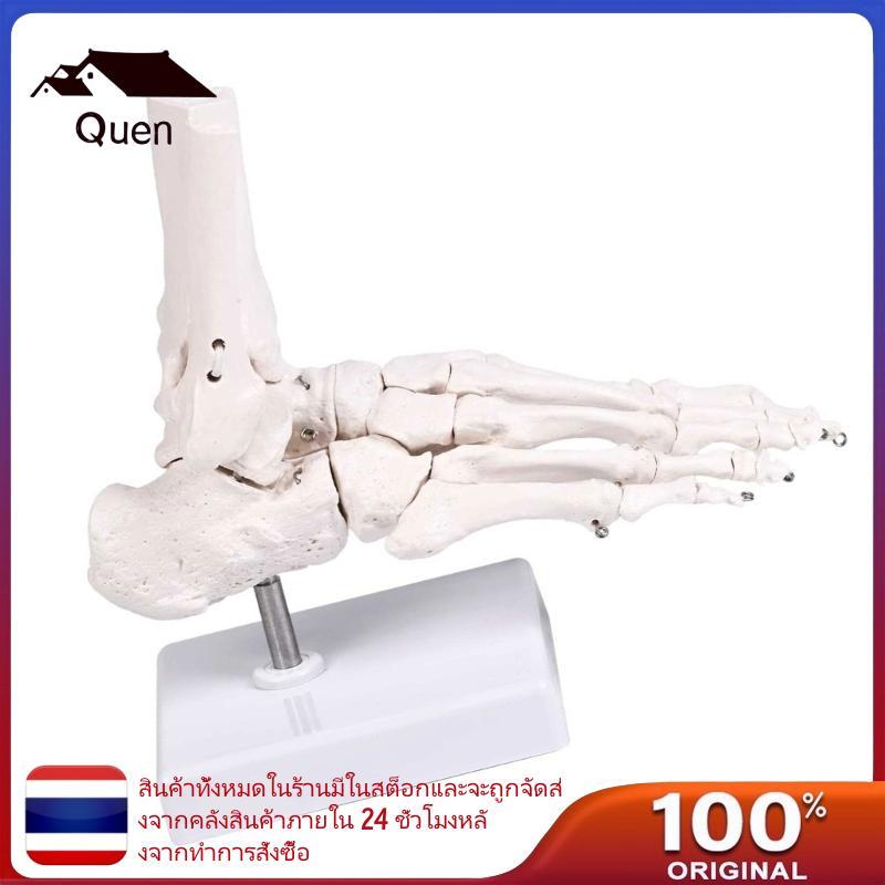 Quyn การศึกษา Human Foot Bone สําหรับ Skeletal Anatomy ใน Podiastry และการฟื้นฟูสมรรถภาพ Human Foot 