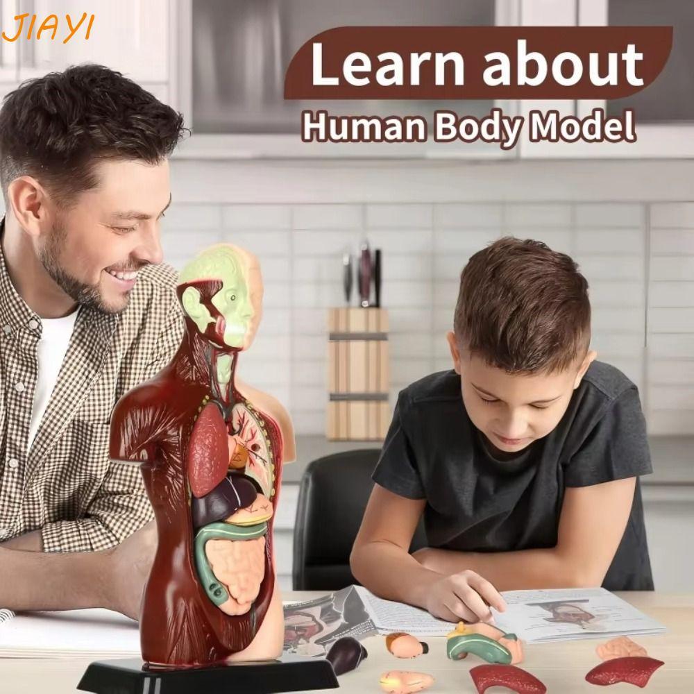 JIAYI ลําตัวมนุษย์ Anatomy รุ่น,พลาสติก DIY หุ่น Human Body การศึกษา Prop, เด็กความรู้ความเข้าใจของเล่น 3D ของเล่นก่อสร้างเด็กโครงกระดูกรุ่นวันเกิดเด็กของขวัญ
