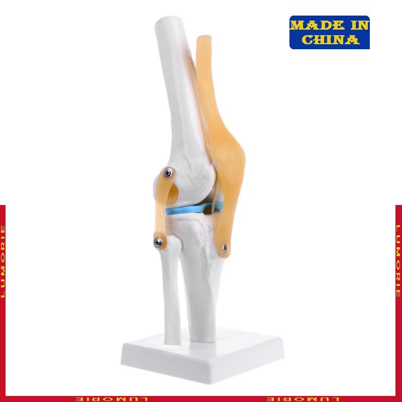 LUMI Human Anatomical Knee Joint ยืดหยุ่นโครงกระดูกรุ่น Medical Learning Aid Anatomy