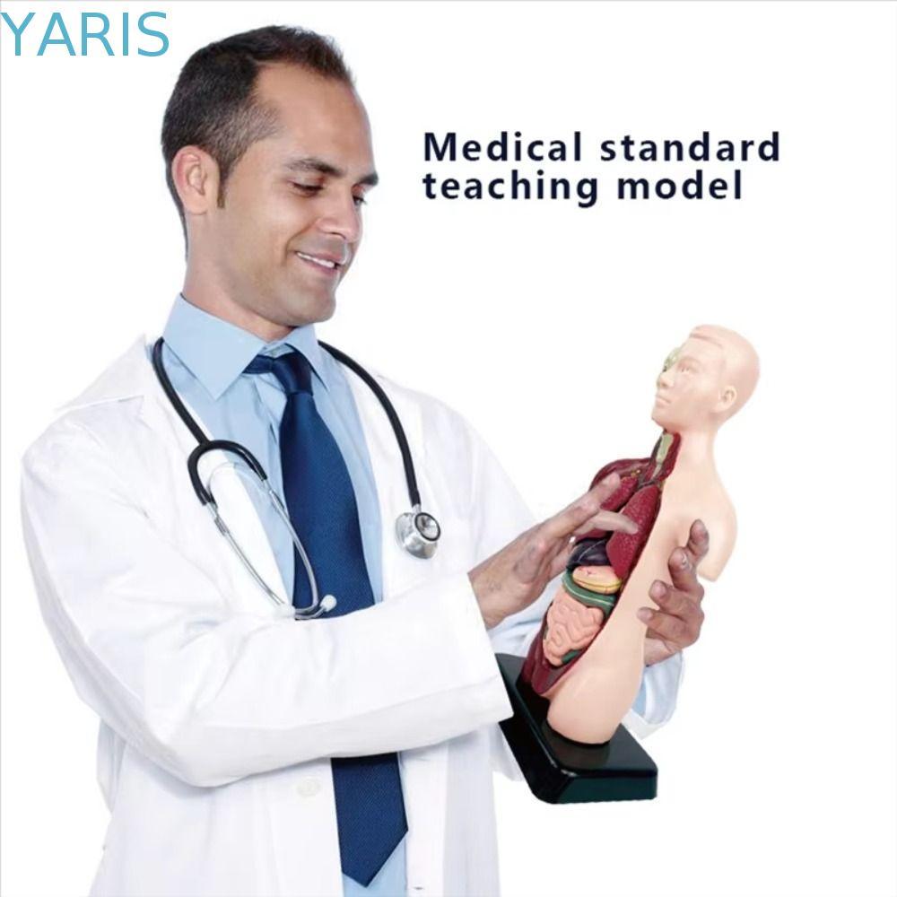 YARIS Human Body การศึกษา Prop, Montessori DIY หุ่นลําตัวมนุษย์ Anatomy รุ่น, Anatomy ออร์แกนการสอนเ