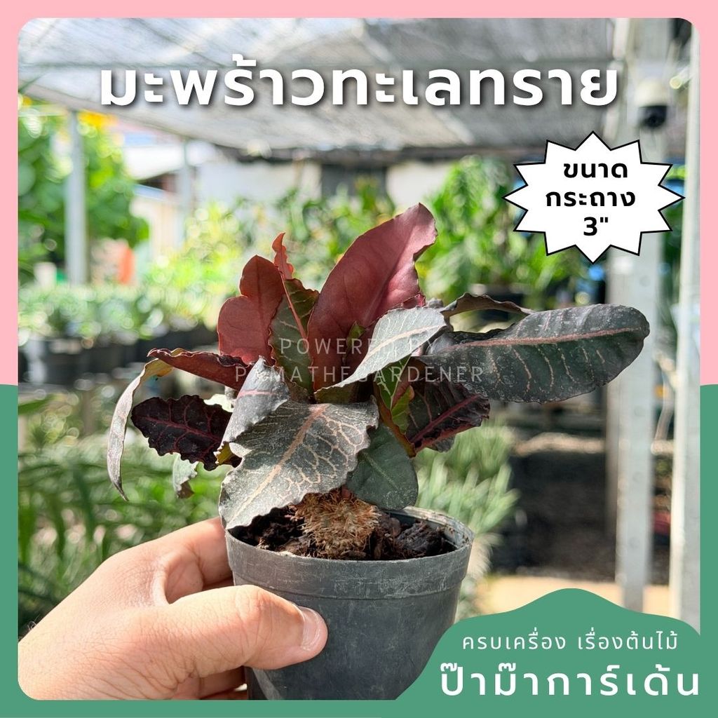 มะพร้าวทะเลทราย พร้อมกระถาง 3 นิ้ว