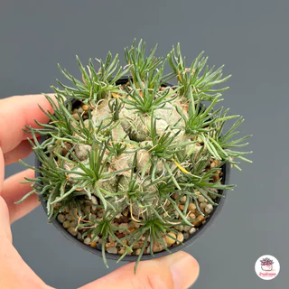 หอมจิ๋ว ออร์นิโทกาลัม Ornithogalum ไม้อวบน้ำ กุหลาบหิน Cactus&Succulent หลากหลายสายพันธุ์