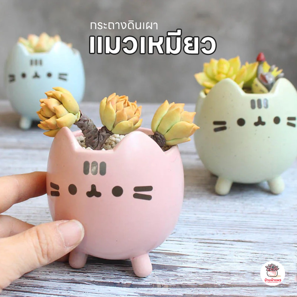 กระถางดินเผา แมวเหมียว กระถางต้นไม้ ไม้อวบน้ำ กุหลาบหิน cactus&succulentหลากหลายสายพันธุ์