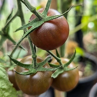 เมล็ดนำเข้า มะเขือเทศเชอรี่ สีดำ Black Cherry Tomato (Organic Seed) ลูกกลม ปันอินทรีย์