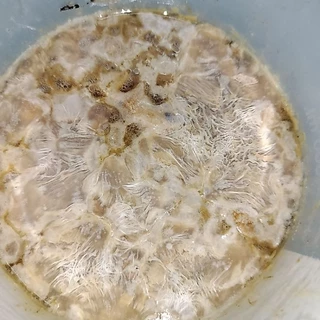 เชื้อเห็ดผึ้งข้าว (ส่งด่วนทุกวัน) สูตรเส้นใยบริสุทธิ์ เดินเชื้อเร็ว | โอกาสเกิดสูงขึ้น | สูตรเฉพาะ พร้อมส่ง | 600 มล.