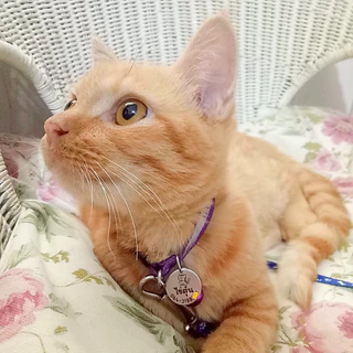 ป้ายชื่อแมว เก็บปลายทางได้ สลักชื่อฟรี ติดทนถาวร รับประกันไม่หลุดลอก ปลอกคอแมว ป้ายชื่อสัตว์เลี้ยง