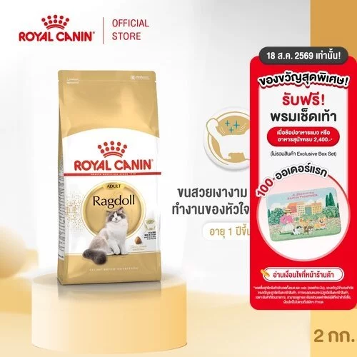 Royal Canin Ragdoll Adult 2kg อาหารเม็ดแมวโต พันธุ์แร็กดอลล์ อายุ 1 ปีขึ้นไป (Dry Cat Food, โรยัล คานิน)