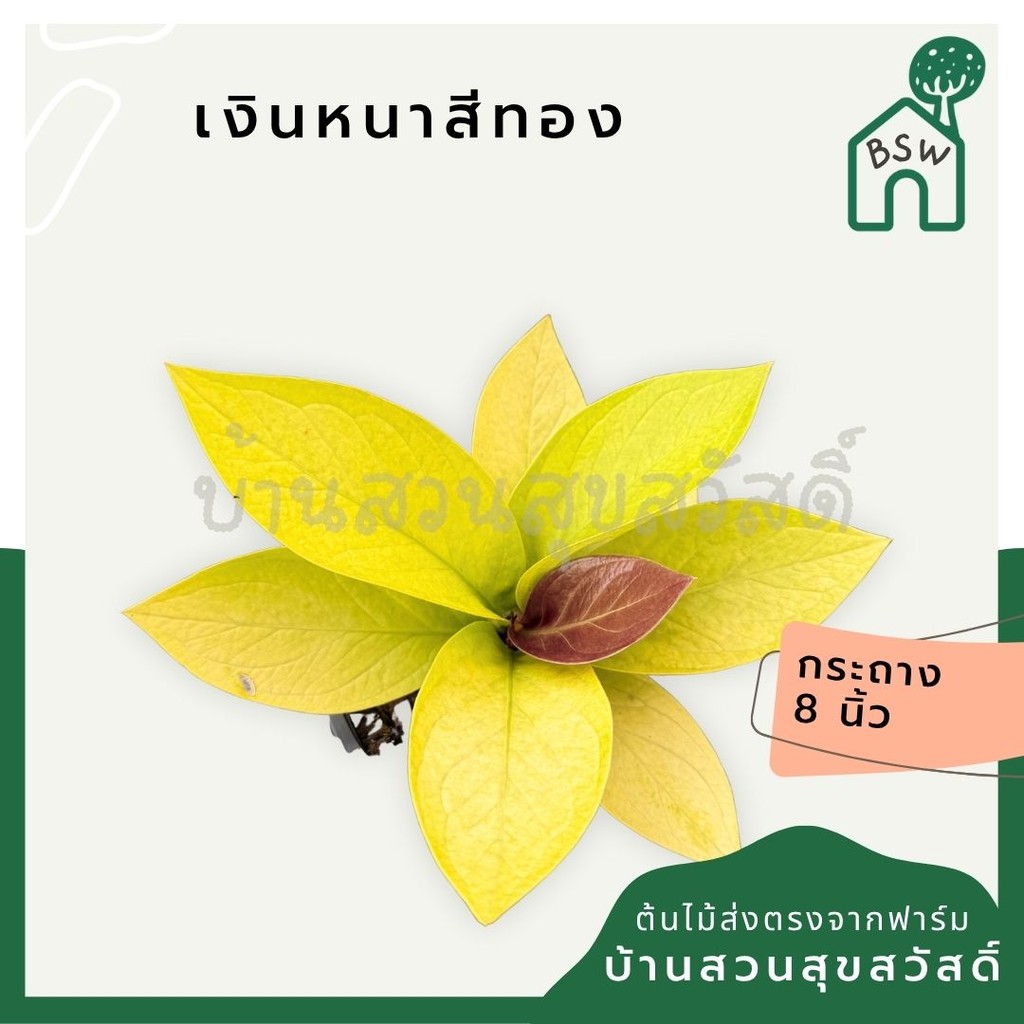 มุมมอง 2