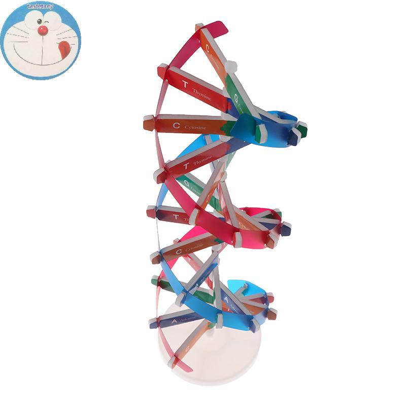 Tast Human Genes DNA รุ่น Double Helix ของเล่นวิทยาศาสตร์การสอนการเรียนรู้การศึกษาของเล่น EN