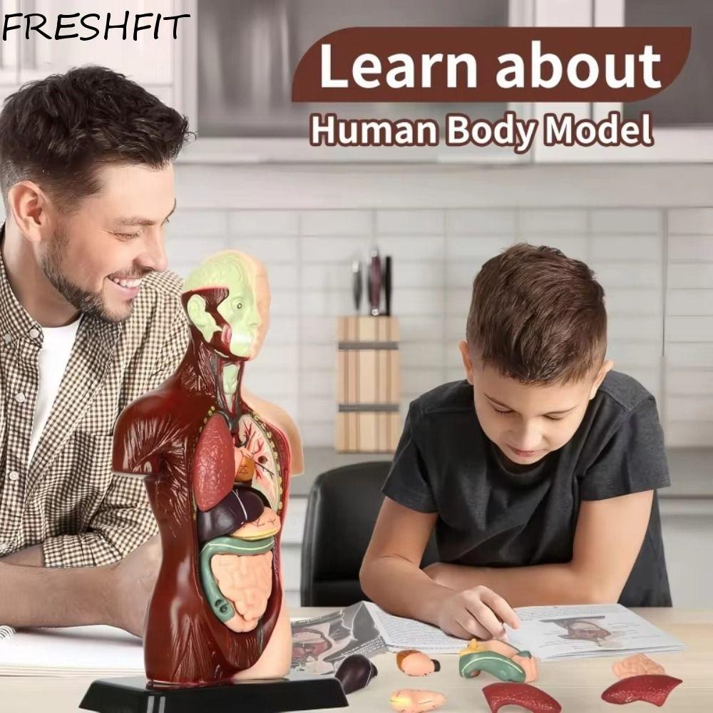 FRESHFIT ร่างกายมนุษย์การศึกษา Prop, พลาสติกก่อสร้างลําตัวมนุษย์ Anatomy รุ่น, Anatomy Organ การสอนเ