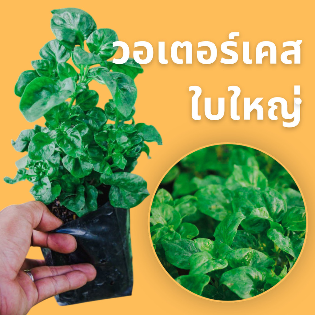 วอเตอร์เครสใบใหญ่ สายพันธู์ฮาวาย ผักเป็ดญี่ปุ่น  ประโยชน์เยอะ กินกร่อยใส่ต้มจืดแทนตำลึงสบายๆ
