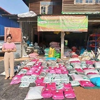 #เมล็ดหญ้าสวีทจัมโบ้ เมล็ดใหม่ปี68. #หญ้าสวีทจัมโบ้ เกรียงศักดิ์เมล็ดและท่อนพันธุ์หญ้าอาหารสัตว์