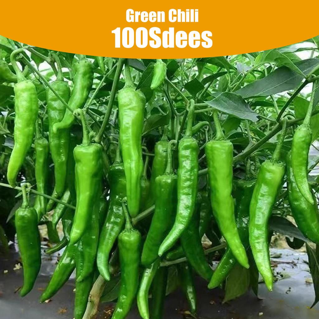 100Pcs Big Sili Panigang/Green Hot Horn Pepper/Green Chilli Vegetable Seeds For Planting