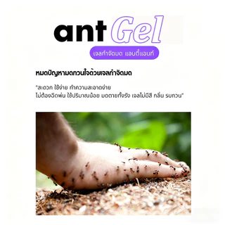 （ซื้อ 3 แถม 1）เจลกำจัดมด Ant Gel แอนติแอนท์ เหยื่อกำจัดมด เจลล่อมด หยดเดียวตายยกรัง 20g/30g {Aati Ant}