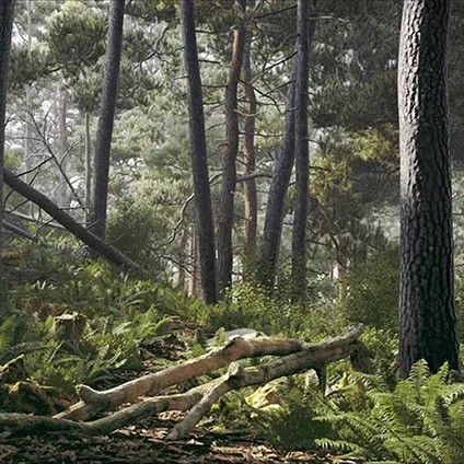 56 สาขาในป่า Trunk Stump Stone C4D รุ่น 3D Reendering Design วัสดุ 3dmax/maya