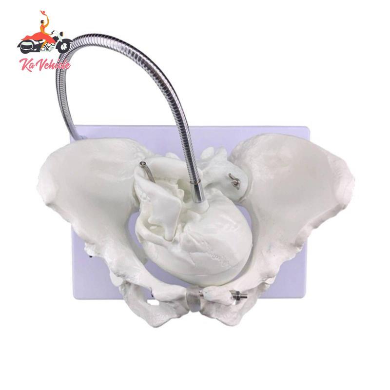 [Whstrong] Childbirth สอน Pelvis การศึกษาจอแสดงผล Obstetric Pelvis รุ่นจําลองเกิดของทารกในครรภ์