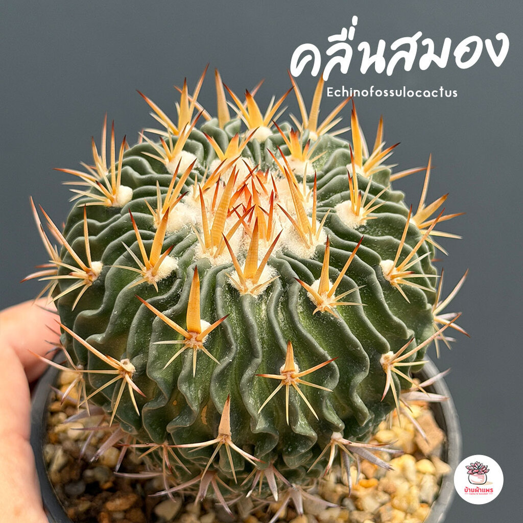 คลื่นสมอง Echinofossulocactus แคคตัส กระบองเพชร cactus&succulent