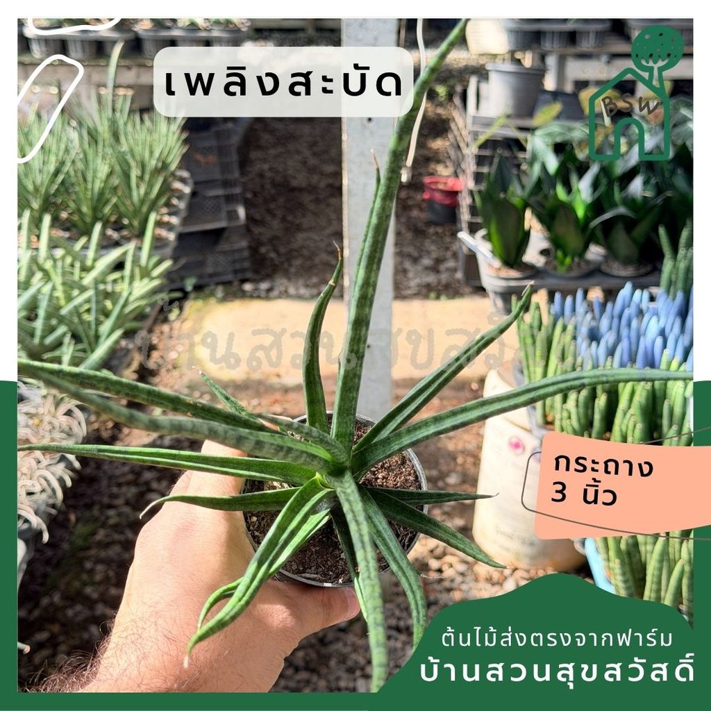 มุมมอง 5