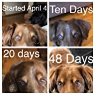 Vet Promise Eye Health Pets 30 Chews บำรุงตาสุนัขแมว ลดอาการตาแห้ง ลดปัญหาสุนัขตาขุ่นฝ้า เชอรี่อายสุนัขแมว