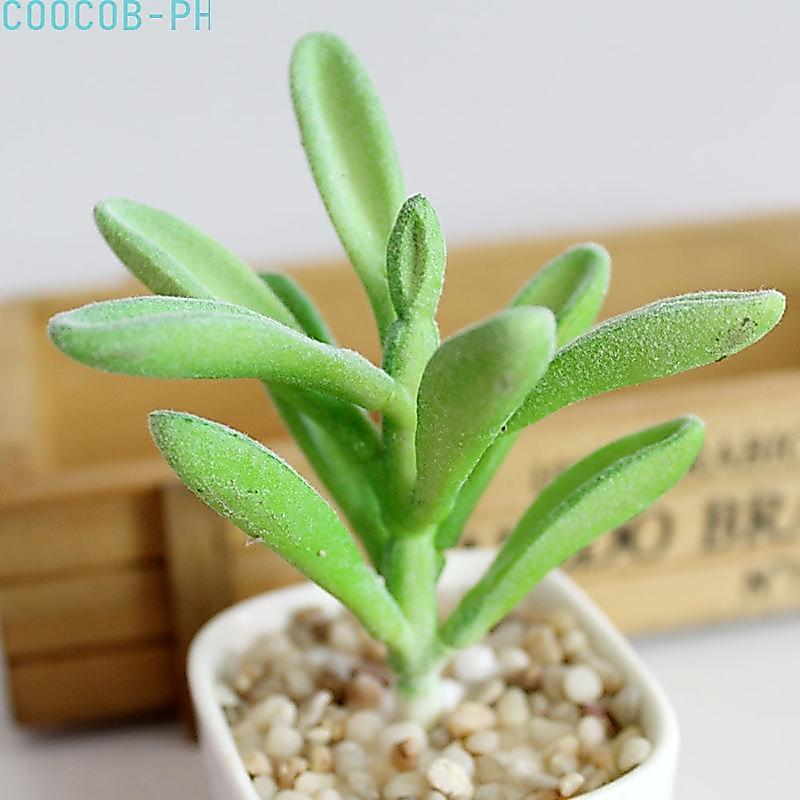 Vvidly Plastic- Succulent Plant Cactus Echeveria Flower Home Office Decor.