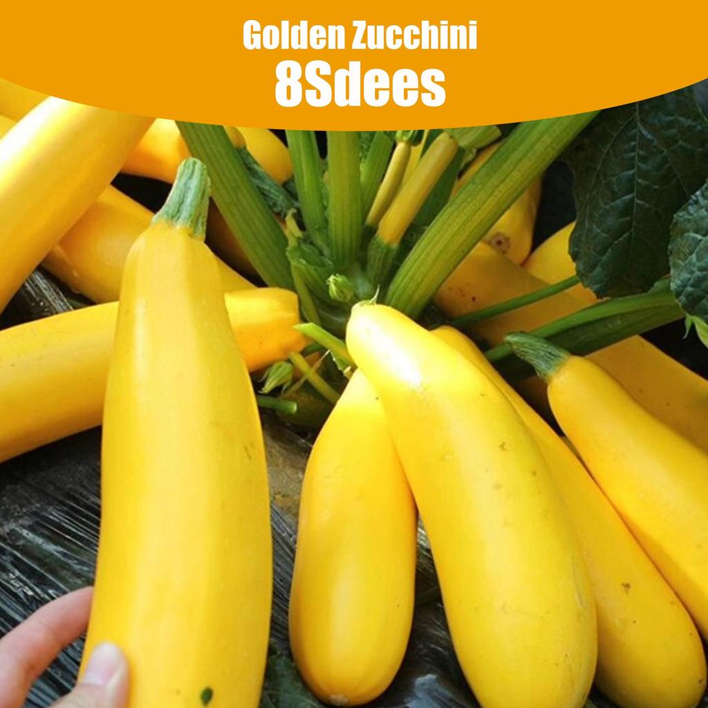 Organic Golden Zucchini 8 Seeds For Planting High Yield Summer Squash Seeds Bottle Gourd Plant