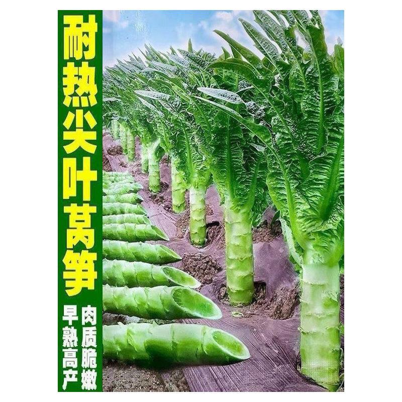 现货热卖四季莴笋种子青皮青肉香莴苣种籽高产耐热耐寒春秋冬蔬菜种子大全Four Seasons Lettuce Seeds Green Peel Green Meat Fragrant Lettuce 