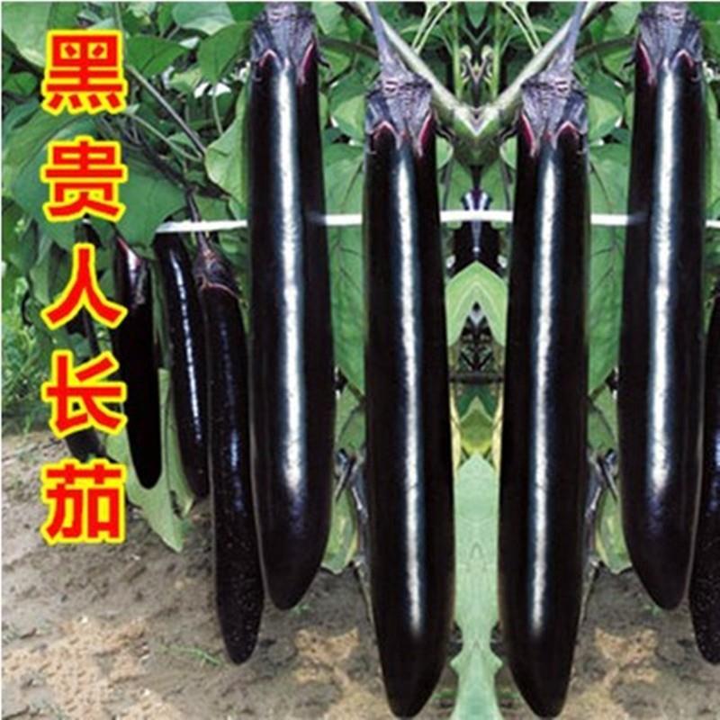 现货热卖黑贵人长茄种子线茄子种苗露天大棚四季种植盆栽Black Noble long eggplant seeds, eggplant seedlings, for outdoor cultivati