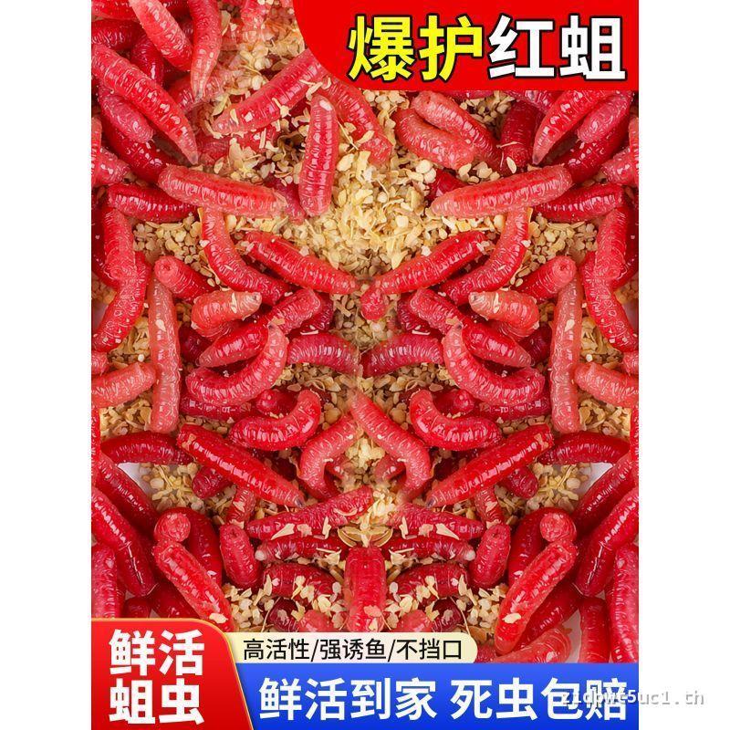 Fresh Red Maggot Worm Live เหยื่อหนอนสีแดงกลางแจ้งตกปลาป่า Crucian ปลาคาร์พเหยื่อ Stream Horse ปากเห