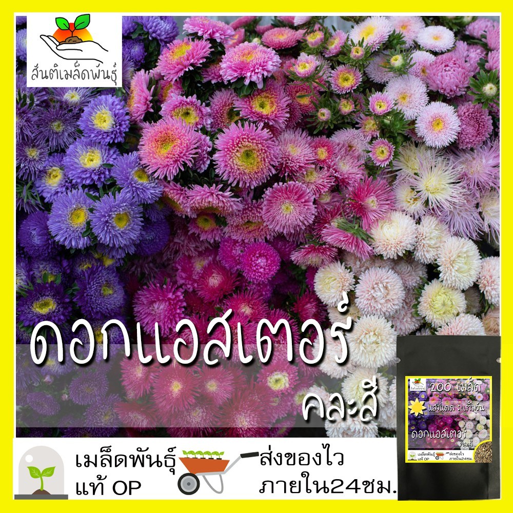 เมล็ดพันธุ์ ดอกแอสเตอร์ คละสี 100เมล็ด Powder Puff Aster Flower Seed เมล็ดพันธุ์แท้100%นำเข้าจากต่างประเทศ ปลูกดอกไม้งาม