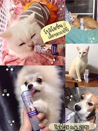 🎄ลอตล่าสุด 1 แถม 1 เนโปรวิท 😽🐶 Exp.2027